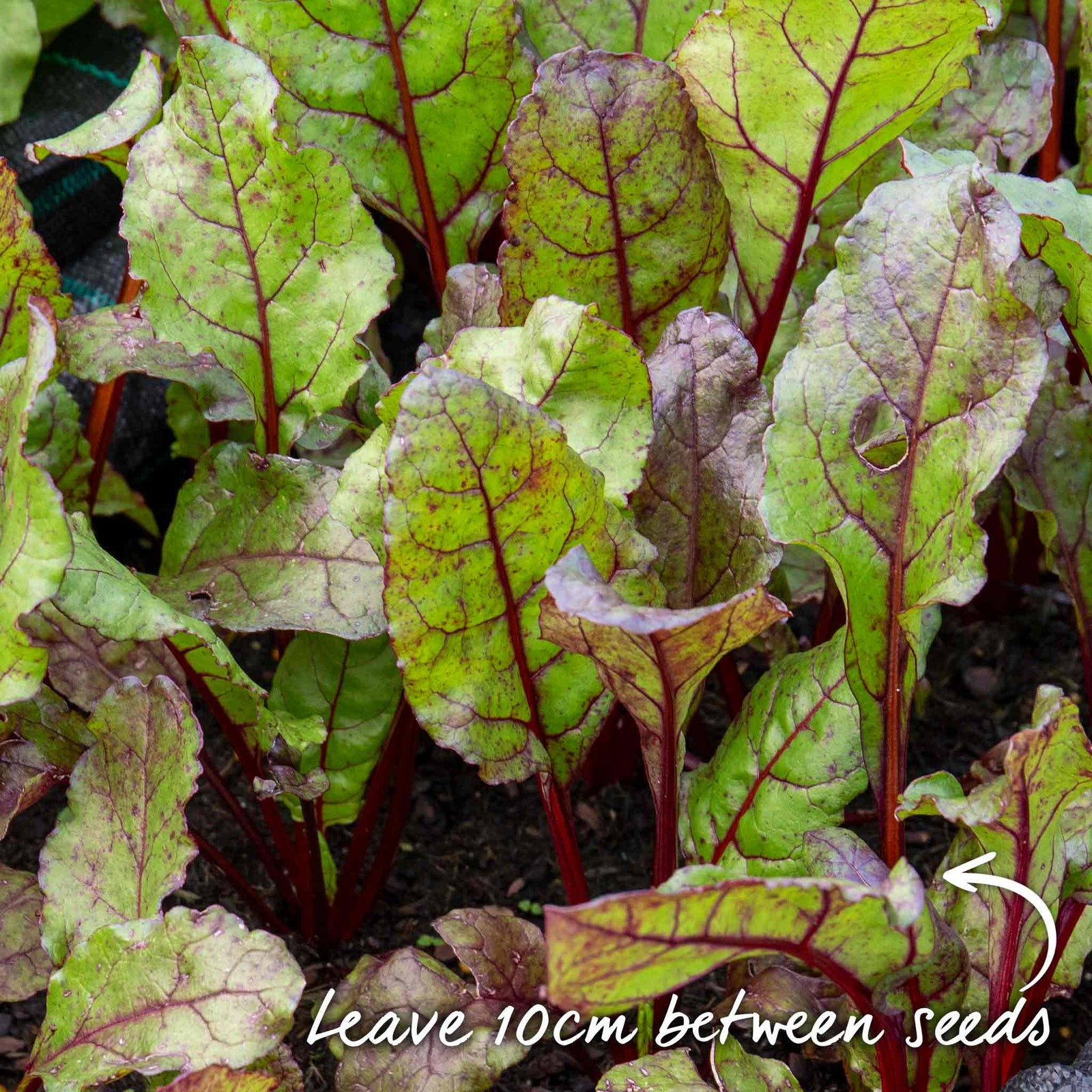 Beetroot 'moneta' Monogerm Slow To Bolt | 200 Seeds