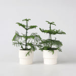 Norfolk Island Pine - 2 Pcs. - Araucaria Heterophylla - Height 45-55cm - ⌀14cm | Set of 2 | Green