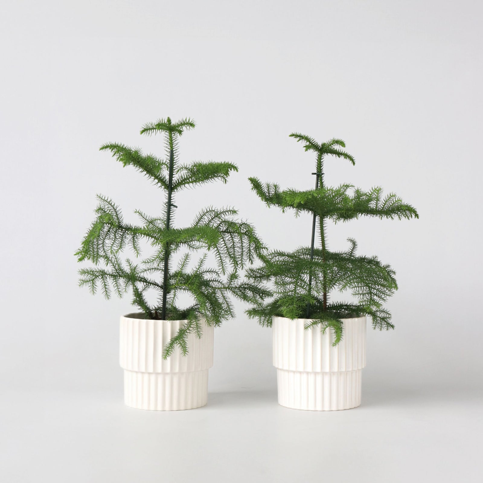Norfolk Island Pine - 2 Pcs. - Araucaria Heterophylla - Height 45-55cm - ⌀14cm | Set of 2 | Green
