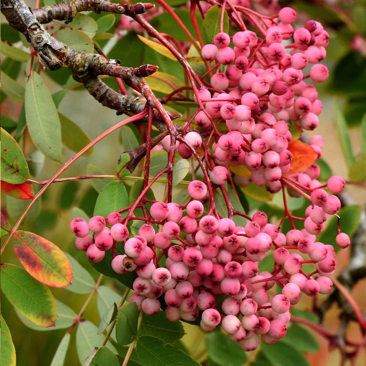 Mountain Ash 'pink Pagoda' (sorbus Hupehensis) | Set of 1