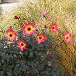 Dahlia 'mystic Sparkler' - Compact Patio Perennial | 3 x Jumbo Plugs
