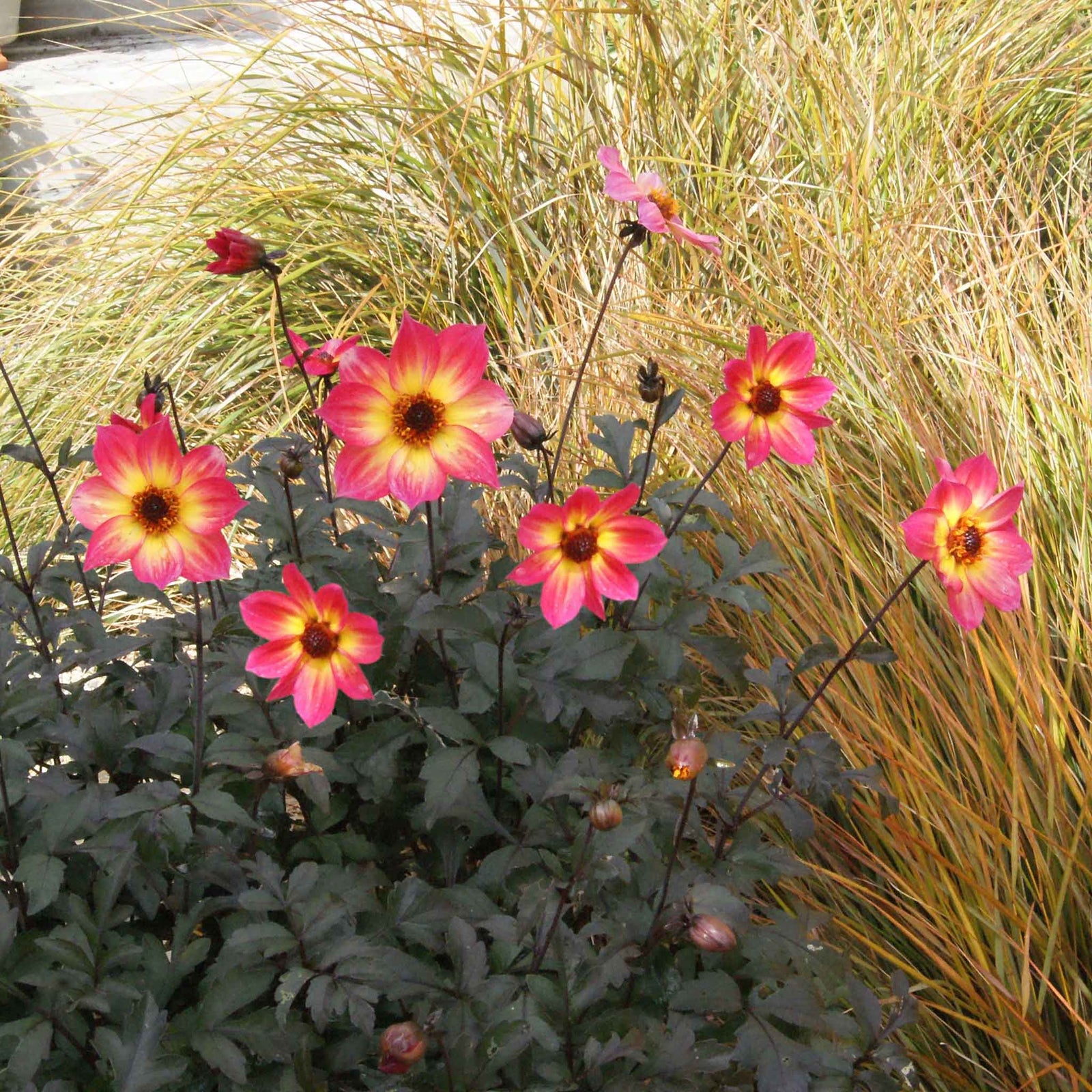 Dahlia 'mystic Sparkler' - Compact Patio Perennial | 3 x Jumbo Plugs