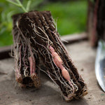 Beauregard Sweet Potato Rooted Slips | Set of 5