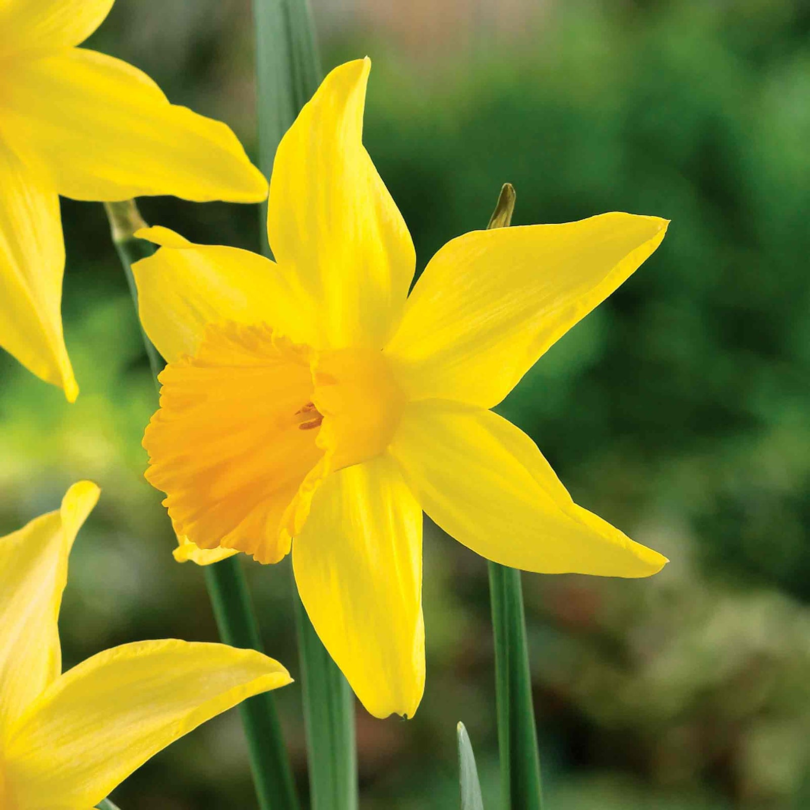 Daffodil 'february Gold' | 10 x Bulbs | Yellow
