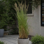 Feather Reed Grass - Calamagrostis Acutiflora 'overdam' - H20-30cm - ⌀23cm | Set of 1 | Green