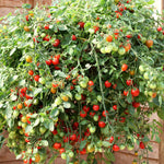 Outdoor Tomato Collection – 3 Varieties (paoline, Tumbling Tom, Super Marmande) Jumbo Plugs | Set of 6 | Red