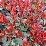 Direct Plants 3x Photinia Louise Evergreen Shrubs, Large Hedging Plants, Supplied In 3 Litre Pots