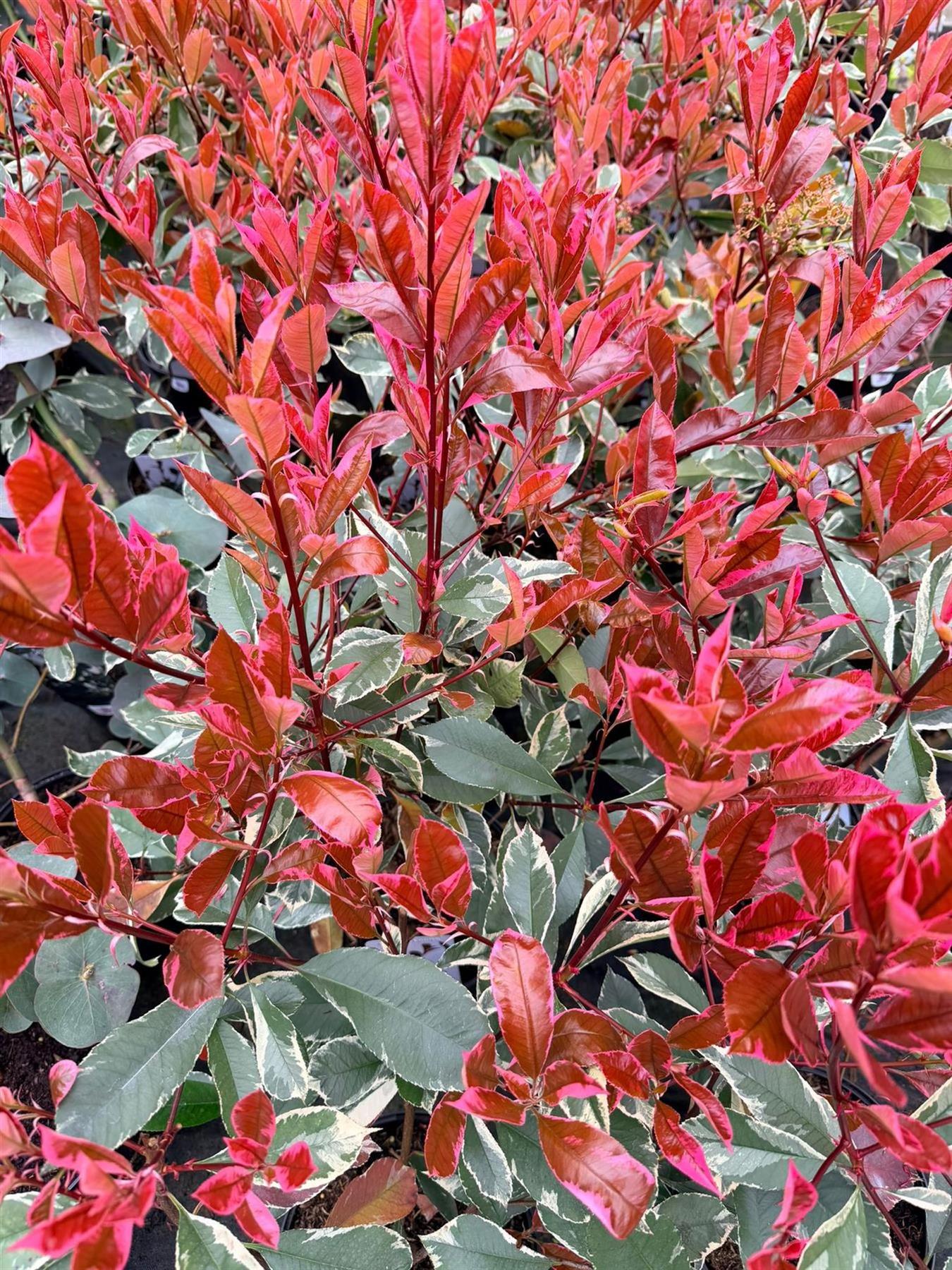 Direct Plants 3x Photinia Louise Evergreen Shrubs, Large Hedging Plants, Supplied In 3 Litre Pots