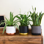 Air Purifying Houseplant Collection 12cm Potted Plants | Set of 6
