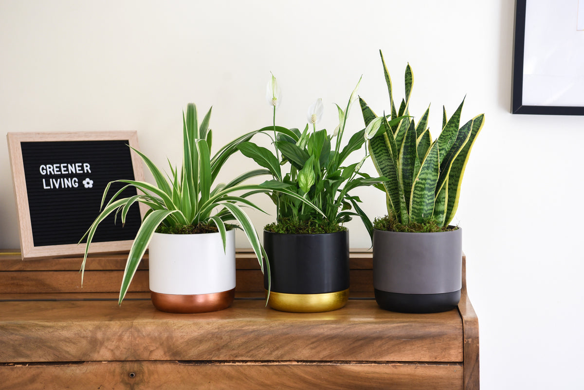 Air Purifying Houseplant Collection 12cm Potted Plants | Set of 6