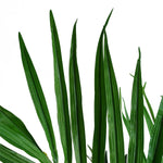 Kentia Palm Artificial Tree 130cm  - Realistic Plant By Botanik
