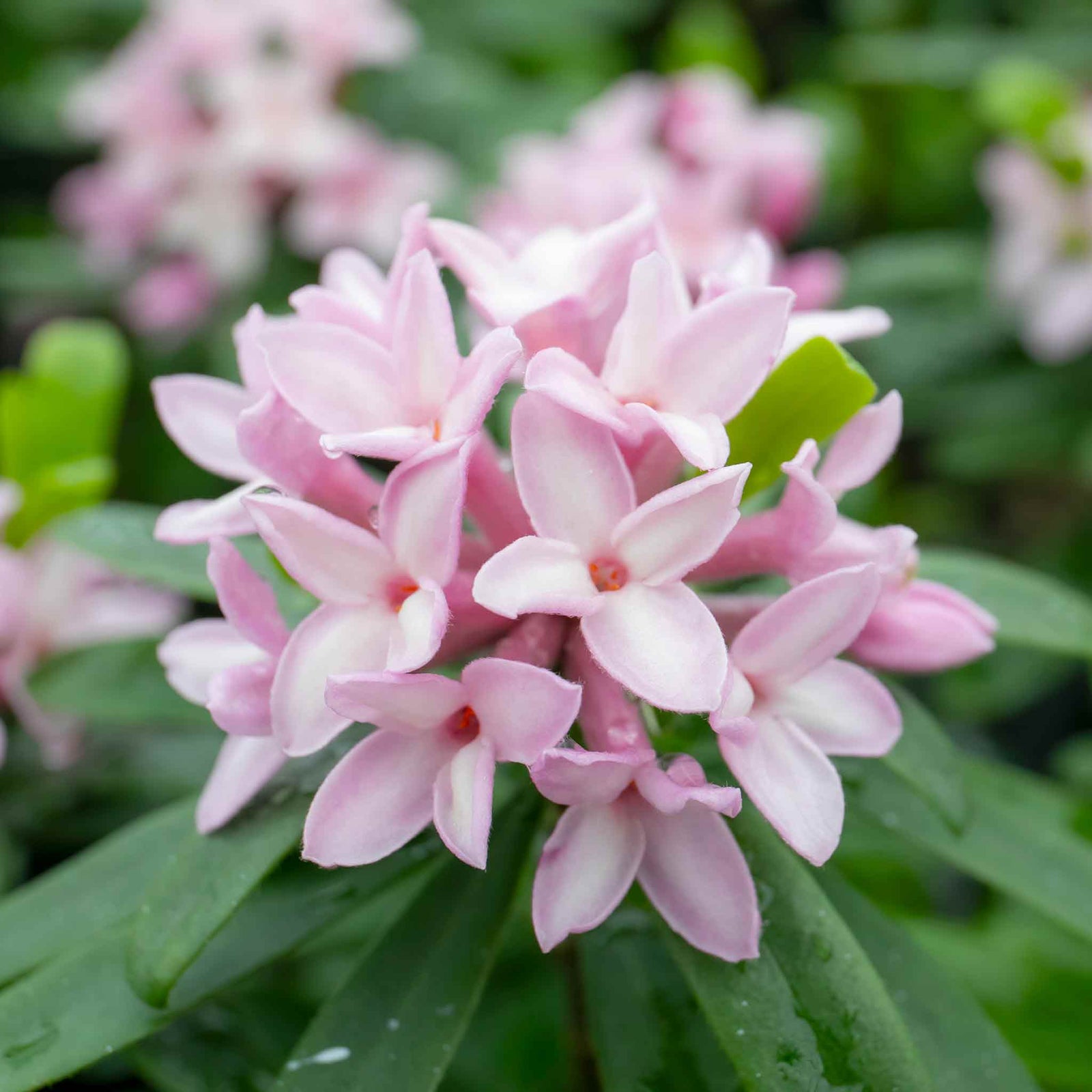 Daphne Collection - Scented Evergreen Plants | 3 x 1.5l | Multi