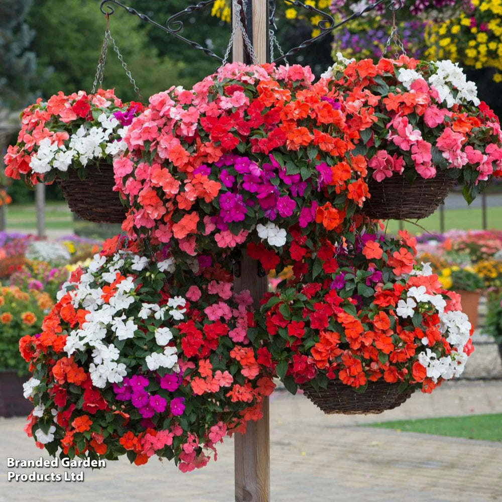 Garden Ready Summer Favourites Collection Garden Ready Plants Plants | 48 x Garden Ready Plants