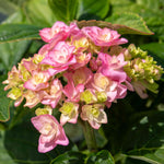 Hydrangea 'together' Double-flowering Shrub | 1 x 3L | Pink