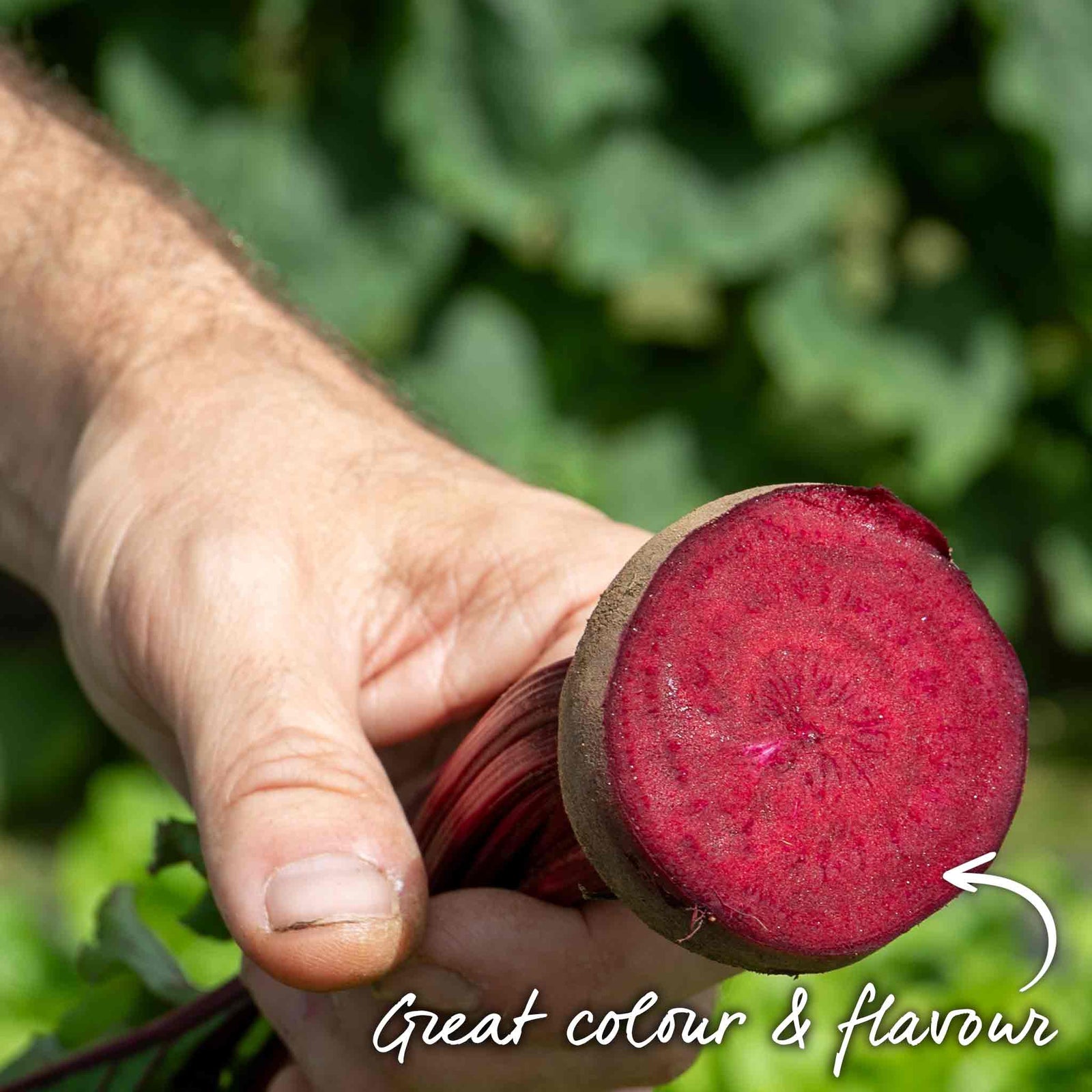 Beetroot 'moneta' Monogerm Slow To Bolt | 200 Seeds