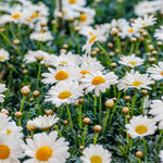 Hayloft Argyranthemum Collection - Marguerite Daisy Set Of 5 Young Plants