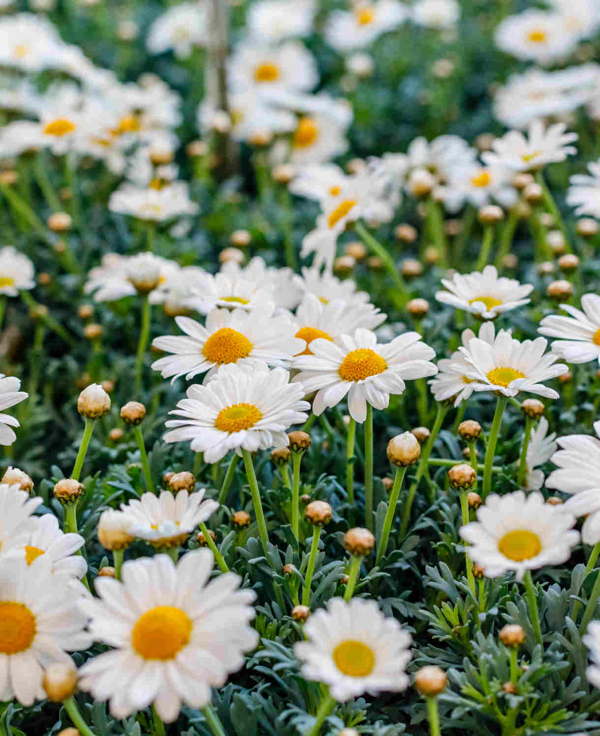 Hayloft Argyranthemum Collection - Marguerite Daisy Set Of 5 Young Plants