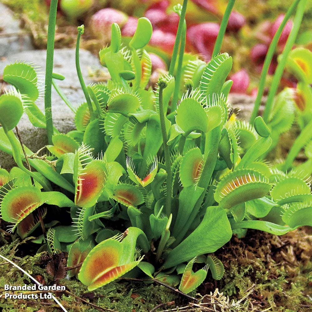 Thompson & Morgan Dionaea Muscipula (venus Fly Trap) - 2 Plants