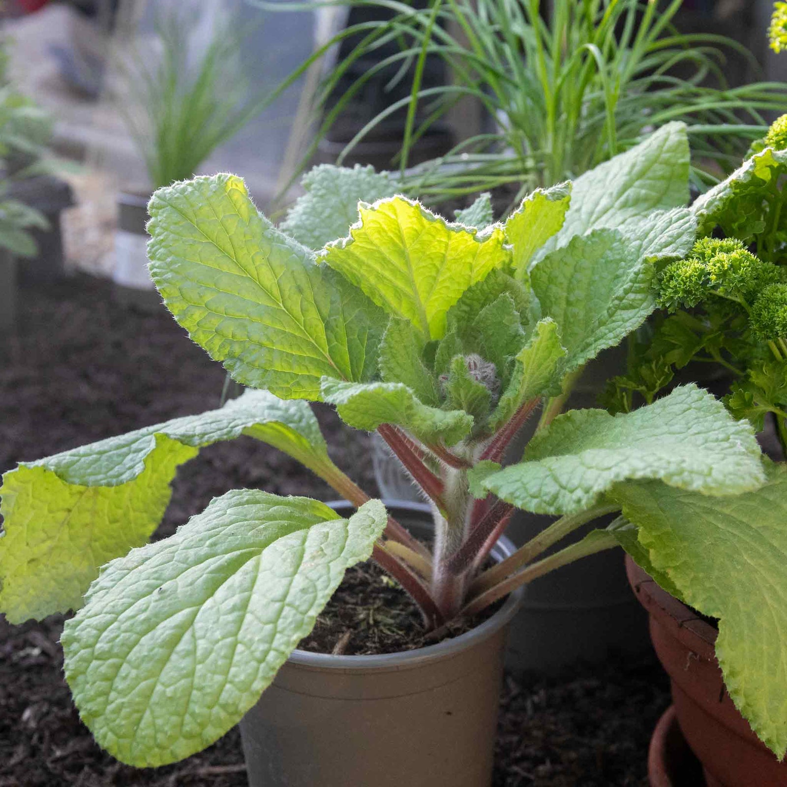 Borage Plant - 9cm Annual Herb, Pollinator-friendly