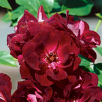 Rose 'burgundy Ice' Floribunda | 1 x Bare Root | Maroon