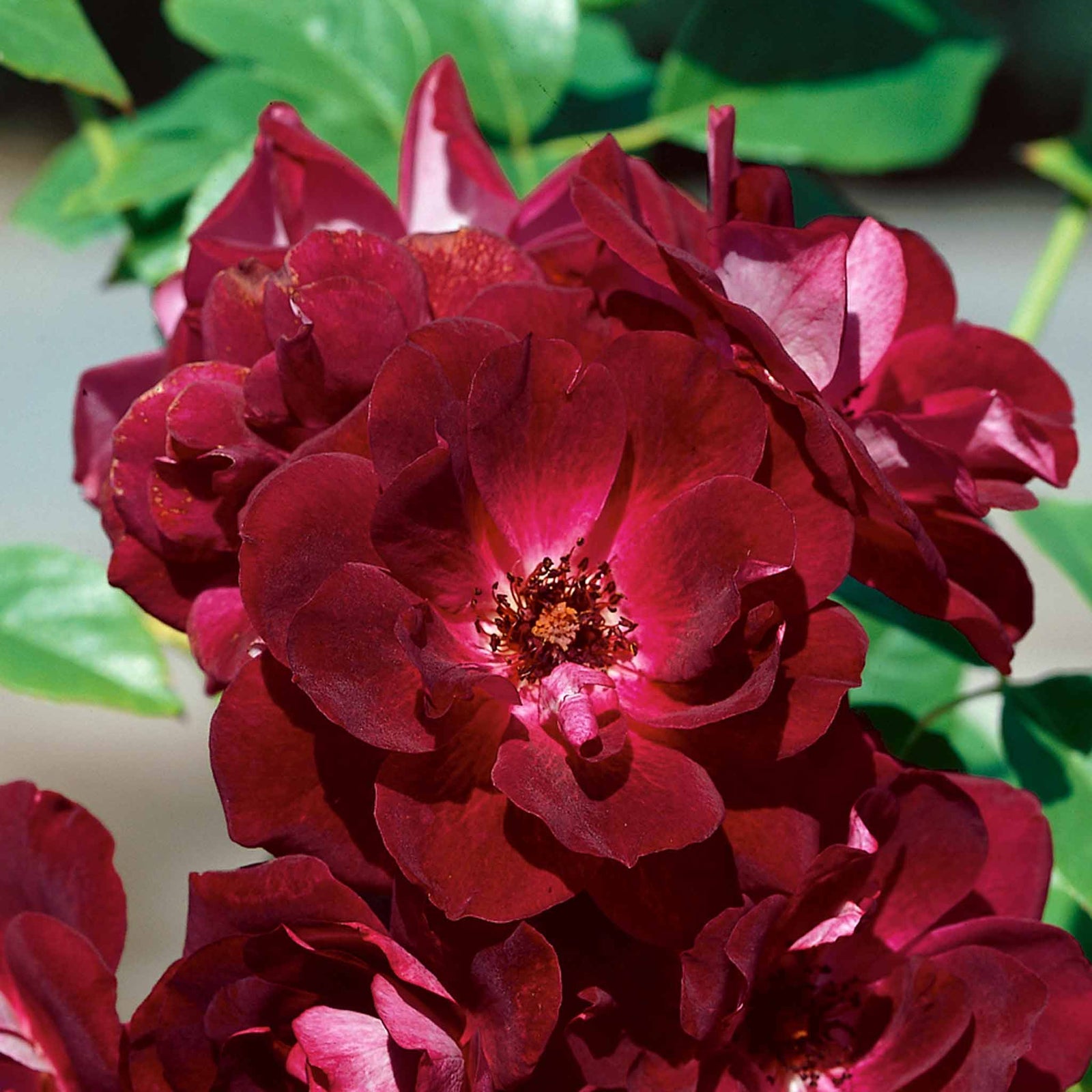 Rose 'burgundy Ice' Floribunda | 1 x Bare Root | Maroon