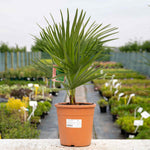Chamaerops Humilis Hardy Evergreen Fan Palm | 1 x 3L