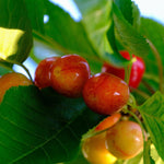 Merton Glory Cherry Fruit Tree 5-6ft Supplied In A 7.5 Litre Pot
