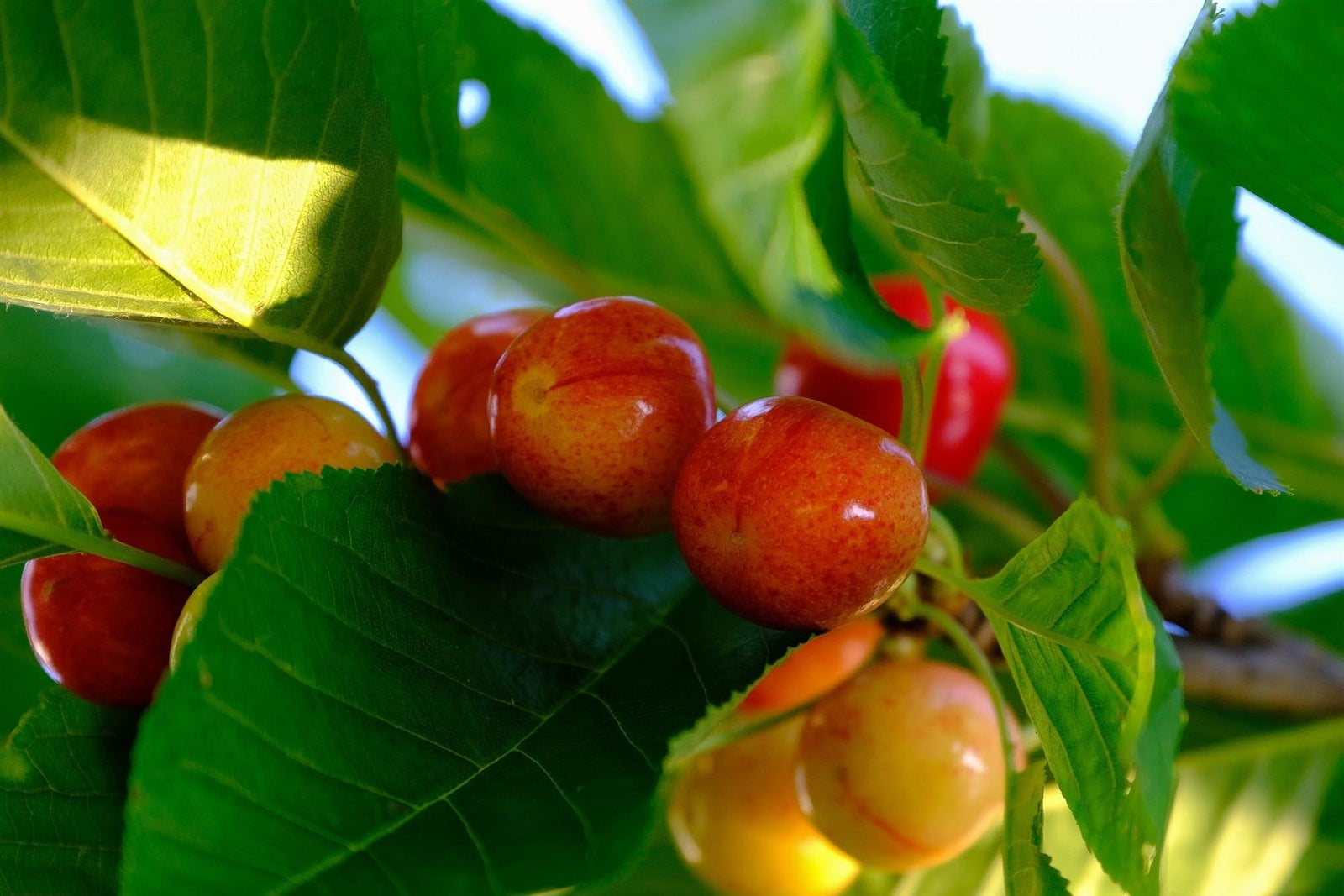 Merton Glory Cherry Fruit Tree 5-6ft Supplied In A 7.5 Litre Pot