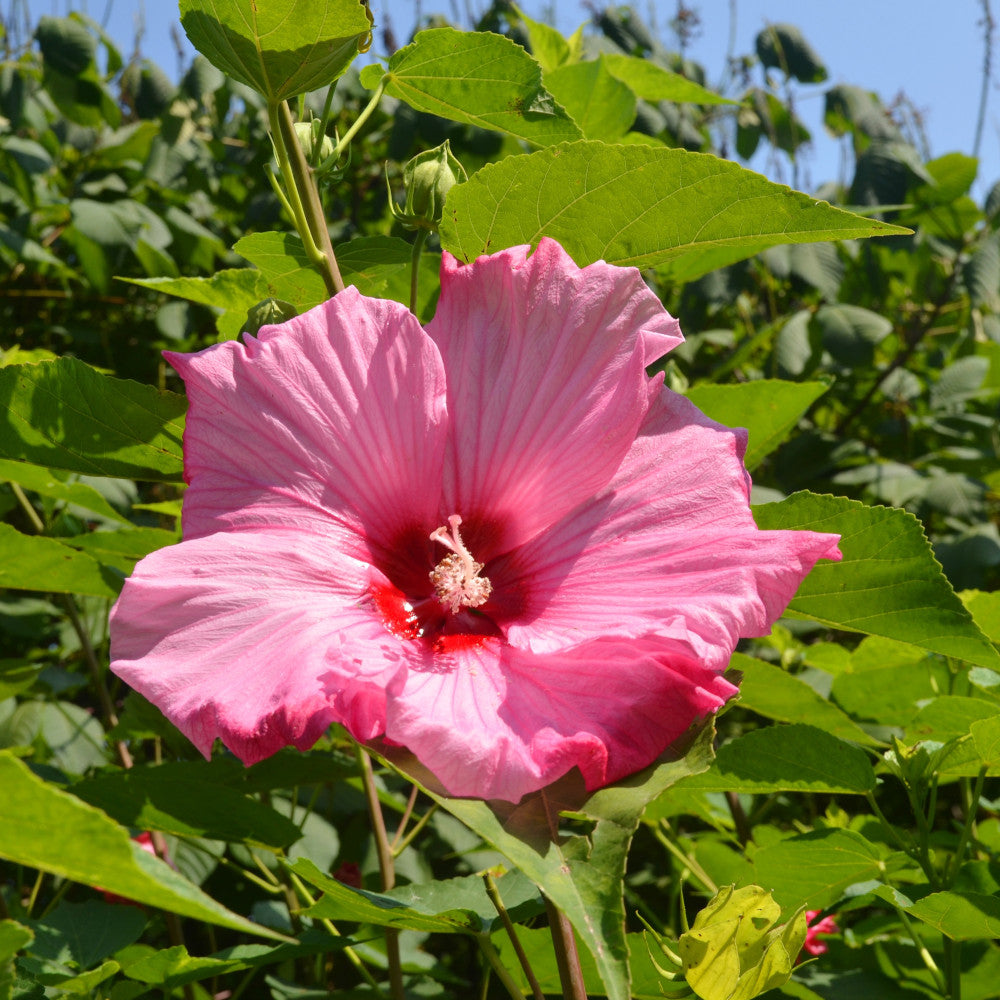 Hibiscus Mineru Eruption- Hardy Hibiscus With Eye Catching Blooms - 1 X 9cm Pot