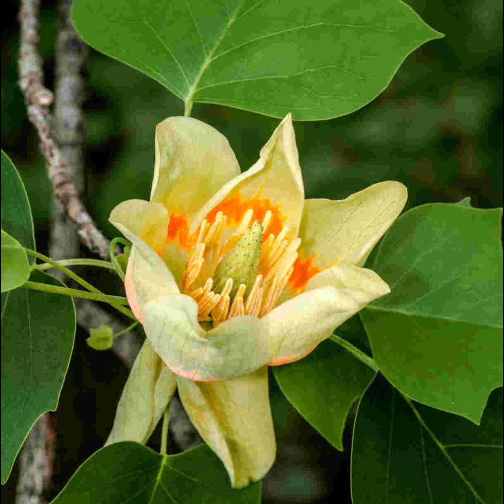 Hayloft Liriodendron Tulipifera - Tulip Tree - 9cm Pot