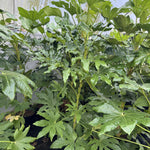 Fatsia Japonica Large Evergreen Shrub Supplied In A 3 Litre Pot