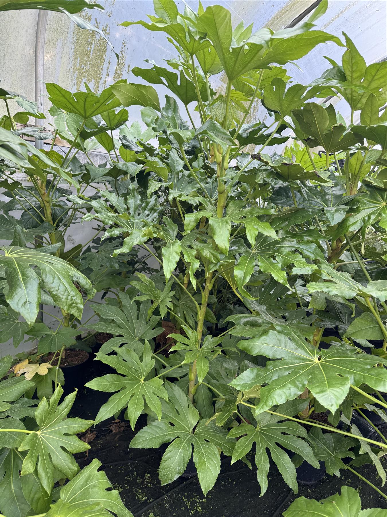 Fatsia Japonica Large Evergreen Shrub Supplied In A 3 Litre Pot
