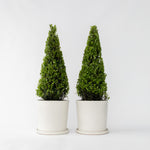 Japanese Holly - Ilex Crenata 'Jenny' - Height 55-65cm - ⌀21cm | Set of 2 | Green