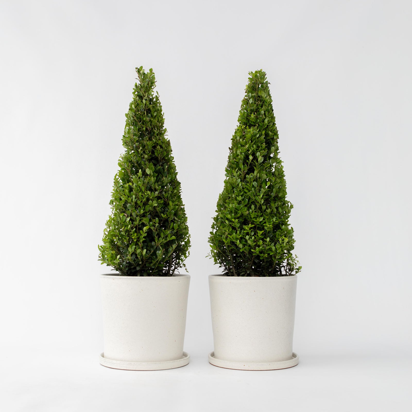 Japanese Holly - Ilex Crenata 'Jenny' - Height 55-65cm - ⌀21cm | Set of 2 | Green