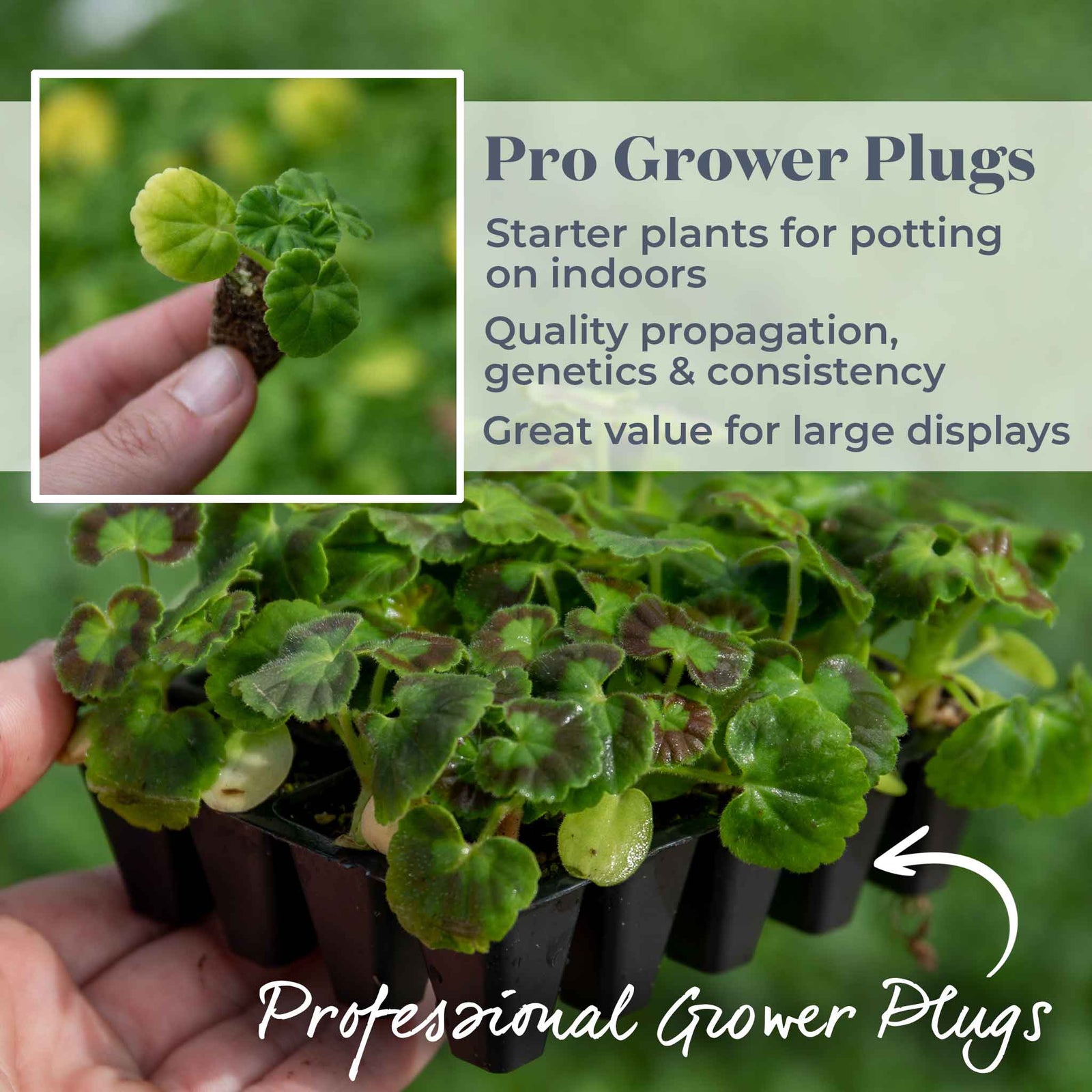 Geranium 'palladium Best Red F1' - Red Bedding Seedlings | 60 x Pro Grower Plugs | Red