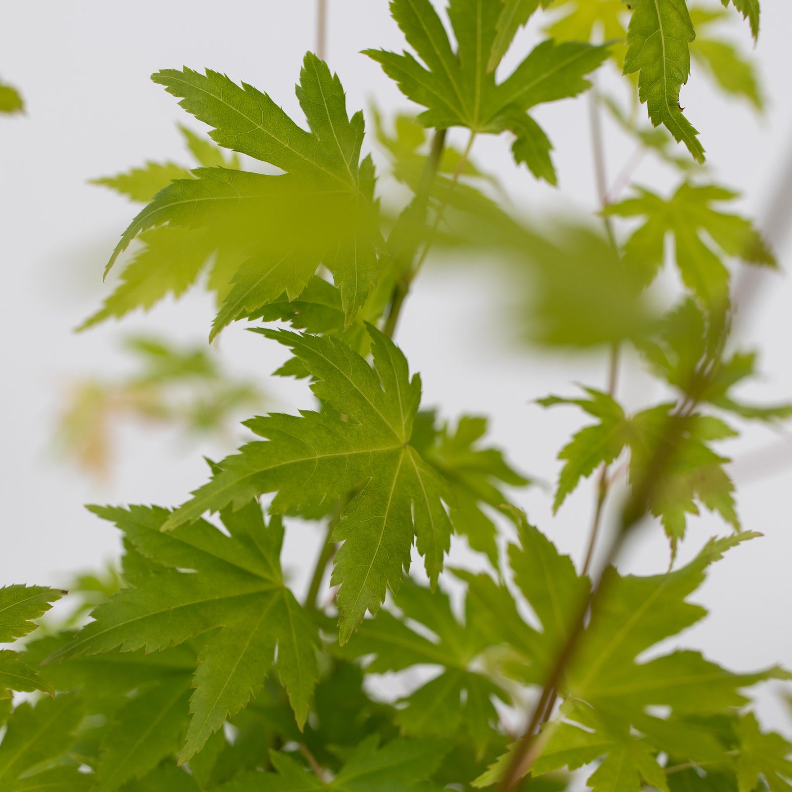Japanese Maple - Acer Palmatum 'Orange Dream' - Height 60-70cm - ⌀19cm | Set of 1 | Green