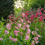 Penstemon Nursery Favourite Collection - 3 In 1l Pots