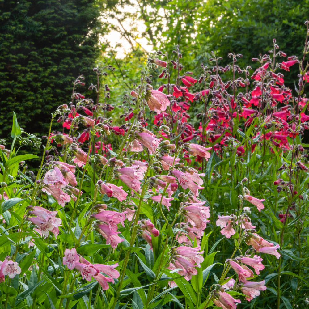 Penstemon Nursery Favourite Collection - 3 In 1l Pots