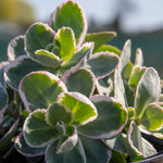 Sedum 'seduction La Vie En Rose' - Compact Variegated Perennial 9cm Plants | 3 x 9cm | Pink