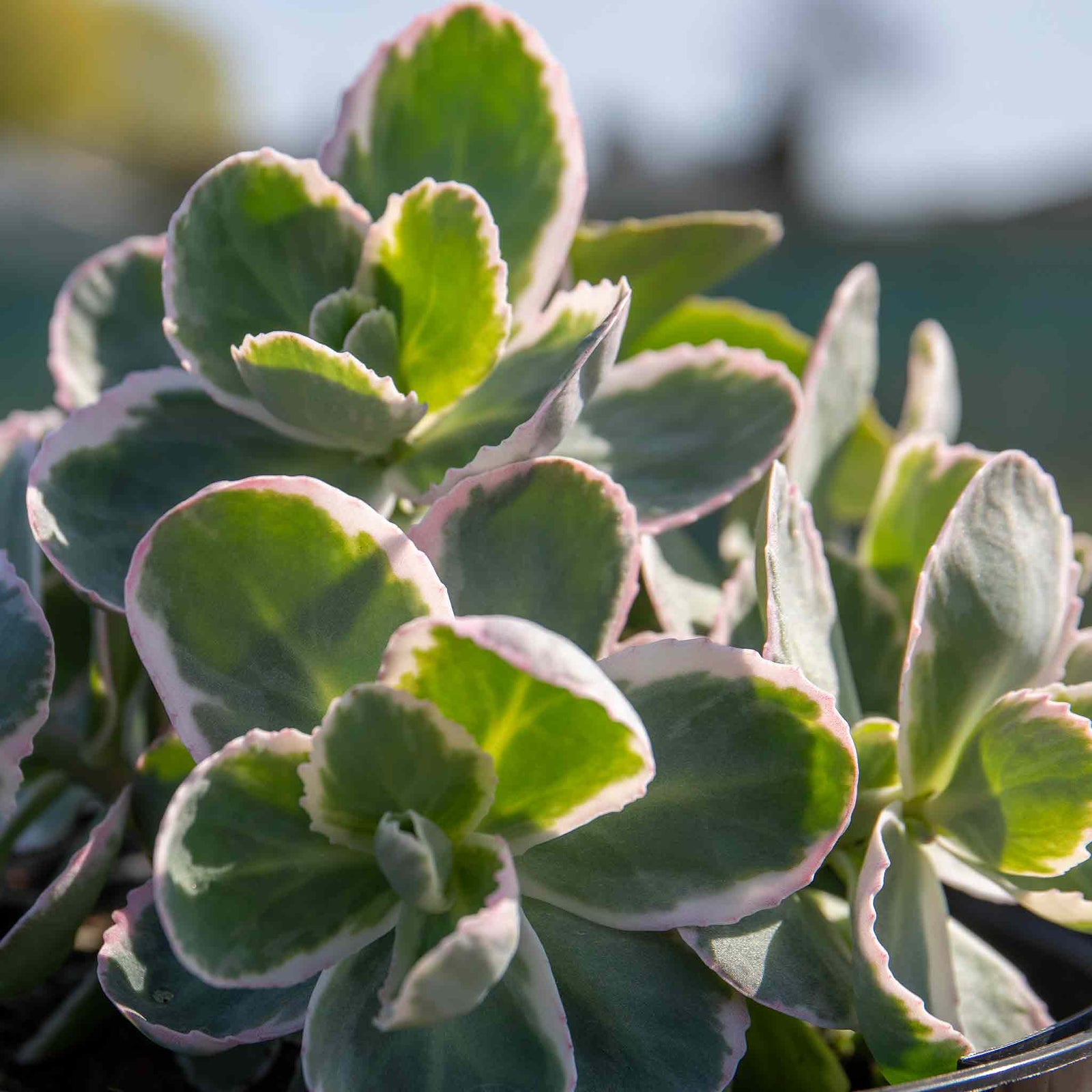 Sedum 'seduction La Vie En Rose' - Compact Variegated Perennial 9cm Plants | 1 x 2L | Pink