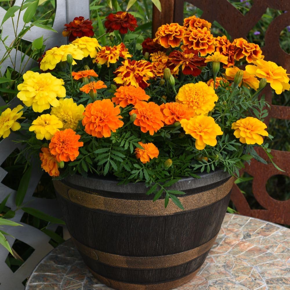 Marigold French Durango Improved Anemone Blooms Garden Ready Plants | 12 x Garden Ready Plants