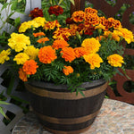Marigold French Durango Improved Anemone Blooms Garden Ready Plants | 24 x Garden Ready Plants