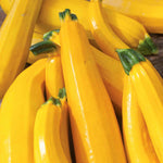 Courgette 'lemona' – Yellow, Heavy-cropping And Easy To Harvest | 3 x Jumbo Plugs | Yellow