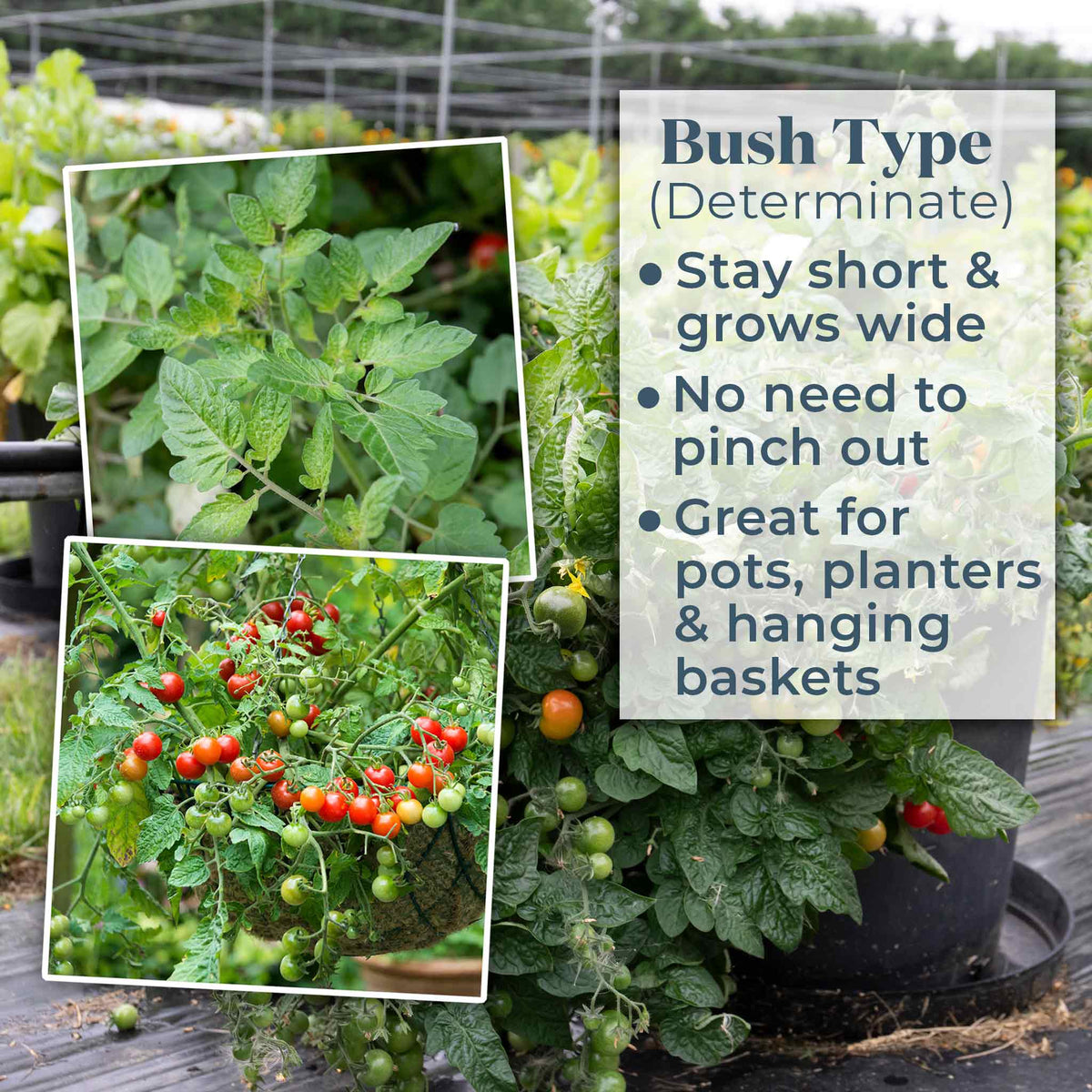 Hanging Basket Bush Tomato Collection 9cm Plants | Set of 6