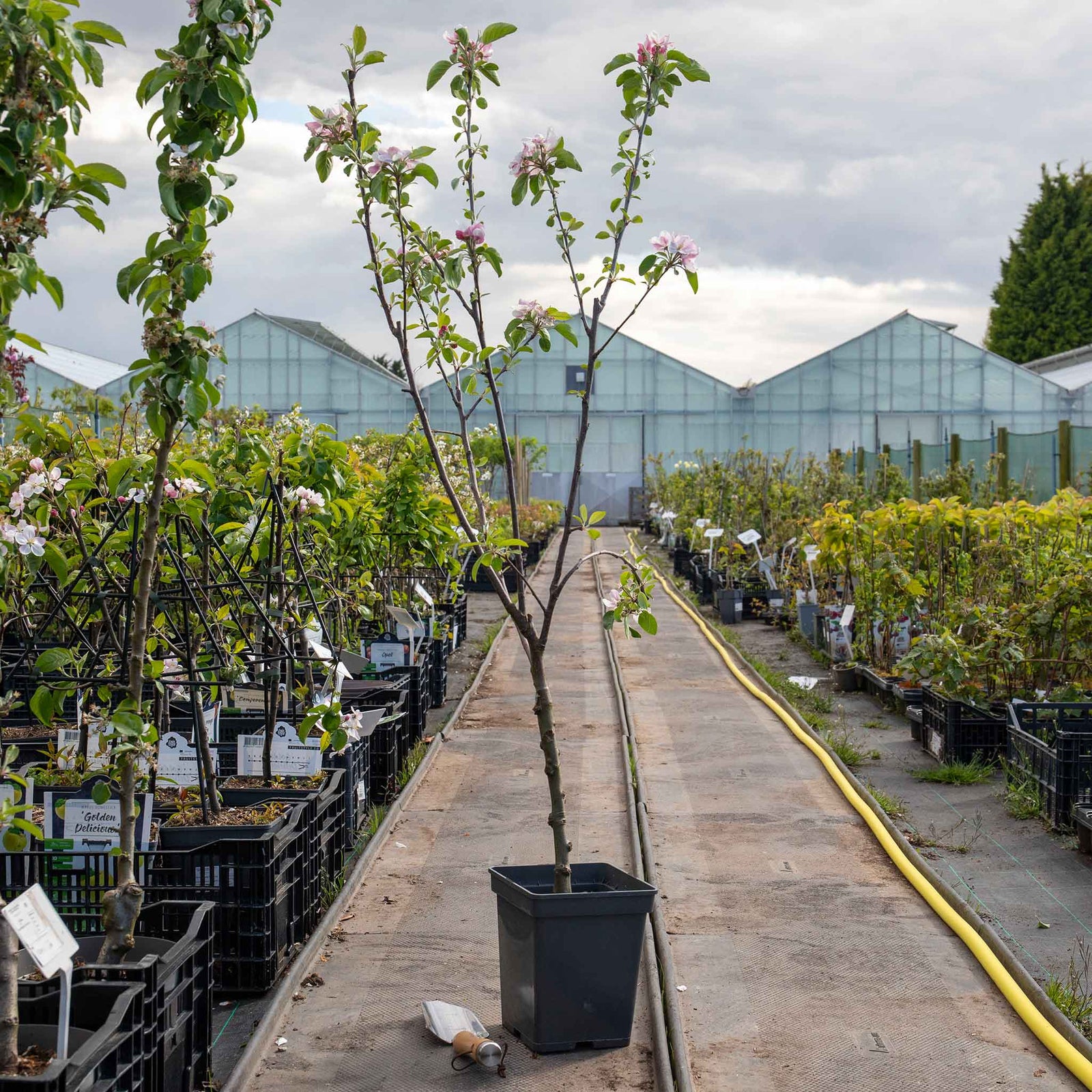 Patio Apple Tree Elstar Dwarf 1.2m | 1 x 5L | Yellow