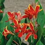 Canna 'lucifer' Plant - Hardy Tropical Perennial | 1 x 2L | Multi Colour
