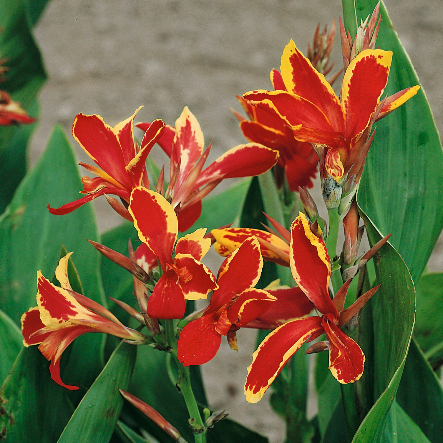 Canna 'lucifer' Plant - Hardy Tropical Perennial | 1 x 2L | Multi Colour