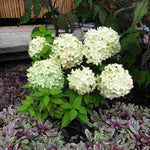 Hydrangea Paniculata Little Spooky - 9cm pots | 1 x 9cm | Light Green