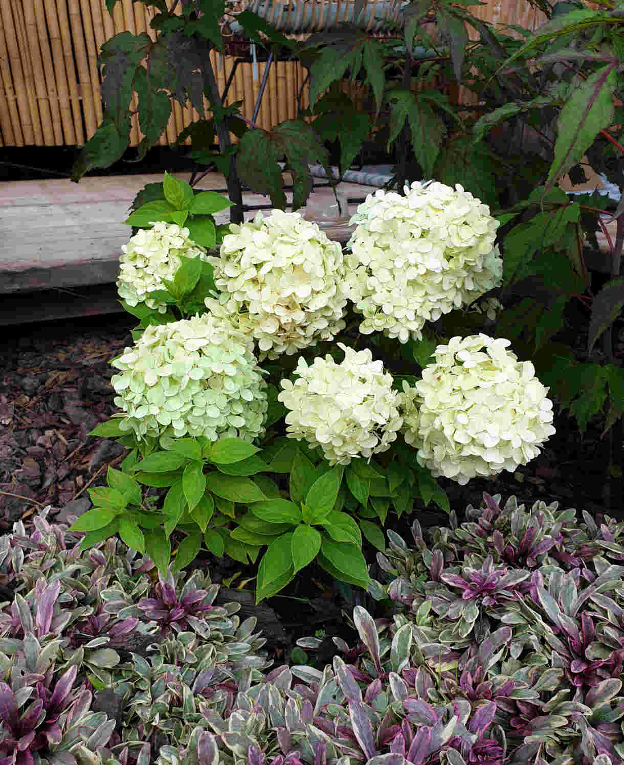 Hydrangea Paniculata Little Spooky - 9cm pots | 1 x 9cm | Light Green
