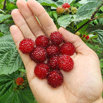 Raspberry 'tower' Plant - Upright Patio Raspberry | 1 x 3L